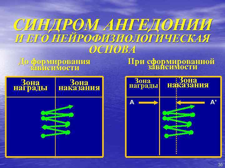 СИНДРОМ АНГЕДОНИИ И ЕГО НЕЙРОФИЗИОЛОГИЧЕСКАЯ ОСНОВА До формирования зависимости Зона награды Зона наказания При