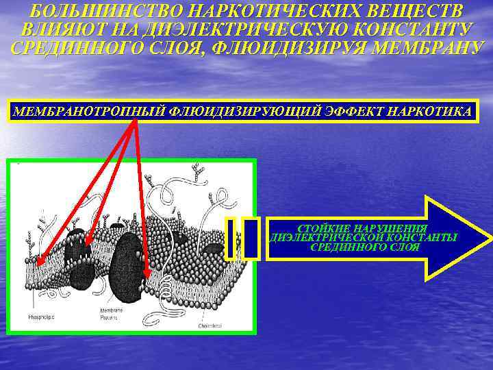 БОЛЬШИНСТВО НАРКОТИЧЕСКИХ ВЕЩЕСТВ ВЛИЯЮТ НА ДИЭЛЕКТРИЧЕСКУЮ КОНСТАНТУ СРЕДИННОГО СЛОЯ, ФЛЮИДИЗИРУЯ МЕМБРАНУ МЕМБРАНОТРОПНЫЙ ФЛЮИДИЗИРУЮЩИЙ ЭФФЕКТ