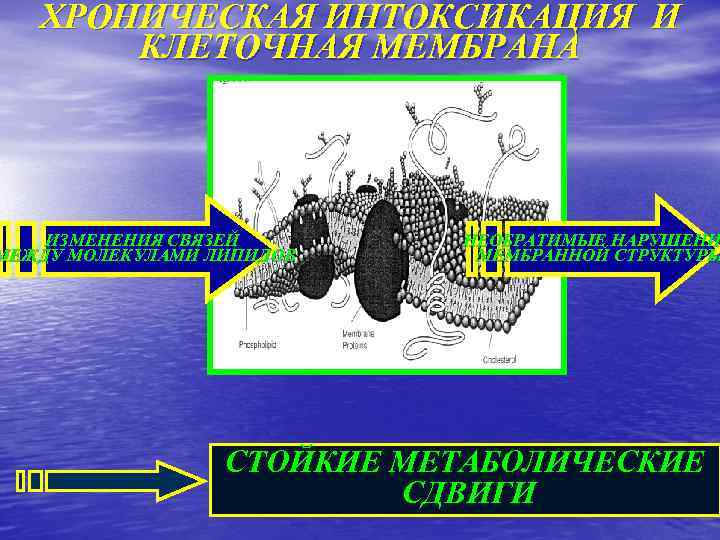 ХРОНИЧЕСКАЯ ИНТОКСИКАЦИЯ И КЛЕТОЧНАЯ МЕМБРАНА ИЗМЕНЕНИЯ СВЯЗЕЙ МЕЖДУ МОЛЕКУЛАМИ ЛИПИДОВ НЕОБРАТИМЫЕ НАРУШЕНИ МЕМБРАННОЙ СТРУКТУРЫ