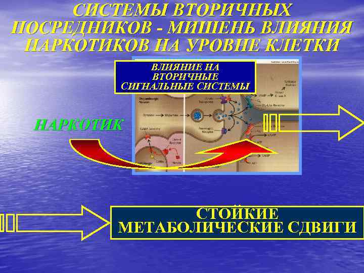 СИСТЕМЫ ВТОРИЧНЫХ ПОСРЕДНИКОВ - МИШЕНЬ ВЛИЯНИЯ НАРКОТИКОВ НА УРОВНЕ КЛЕТКИ ВЛИЯНИЕ НА ВТОРИЧНЫЕ СИГНАЛЬНЫЕ