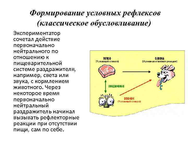 Схема формирования условного рефлекса по асратяну