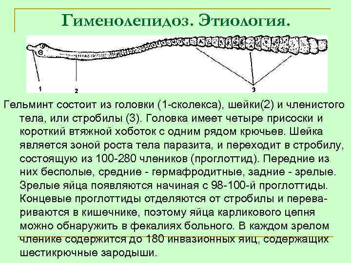 Гименолепидоз. Этиология. Гельминт состоит из головки (1 сколекса), шейки(2) и членистого тела, или стробилы