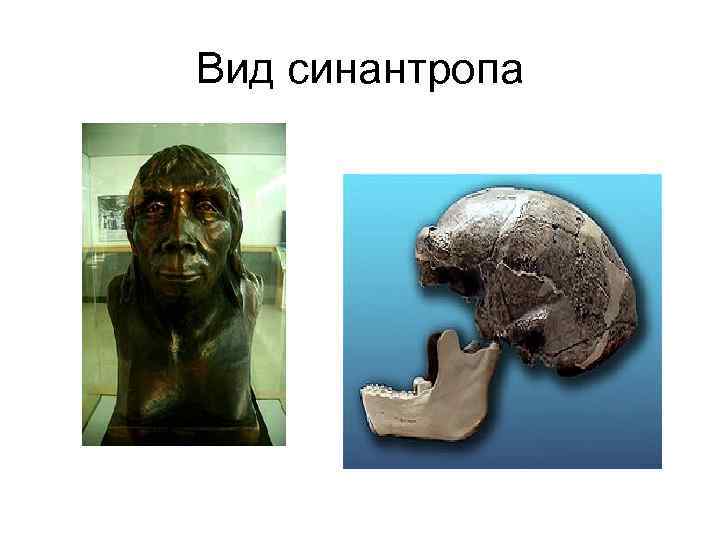 Вид синантропа 