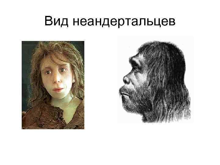 Вид неандертальцев 