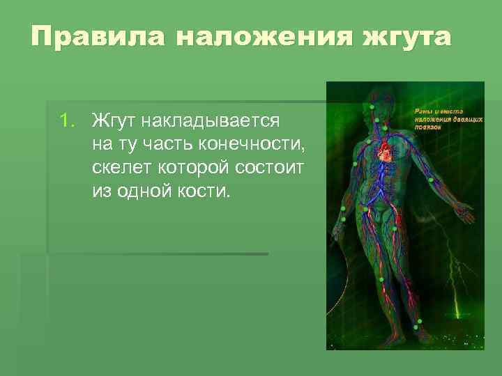 Правила наложения жгута 1. Жгут накладывается на ту часть конечности, скелет которой состоит из