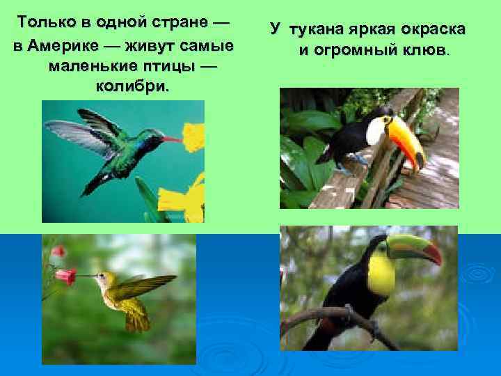 Только в одной стране — в Америке — живут самые маленькие птицы — колибри.
