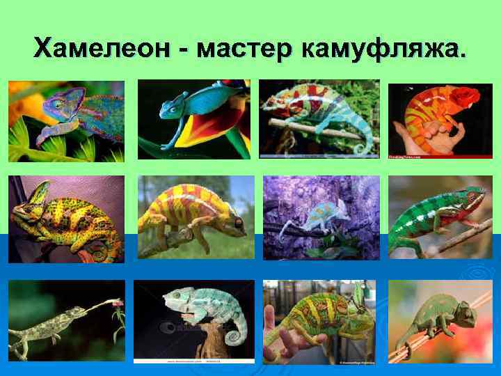Хамелеон - мастер камуфляжа. 