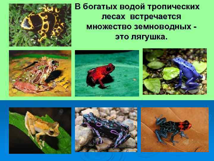 В богатых водой тропических лесах встречается множество земноводных - это лягушка. 