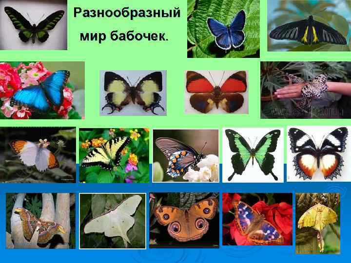 Разнообразный мир бабочек. 