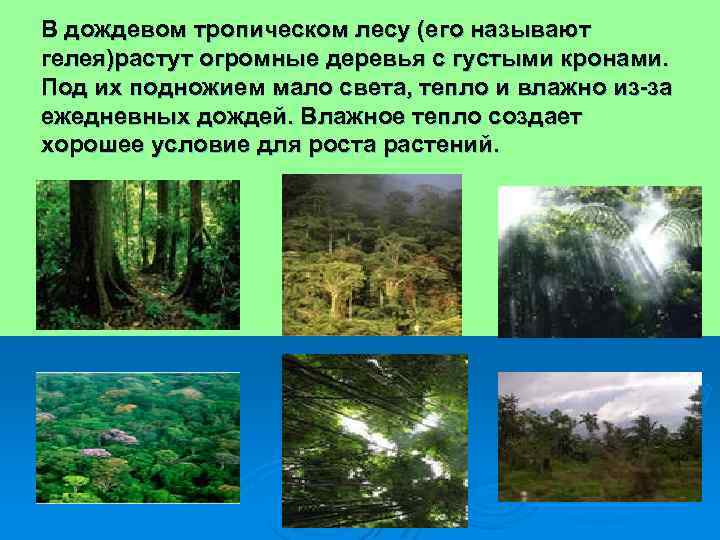 В дождевом тропическом лесу (его называют гелея)растут огромные деревья с густыми кронами. Под их