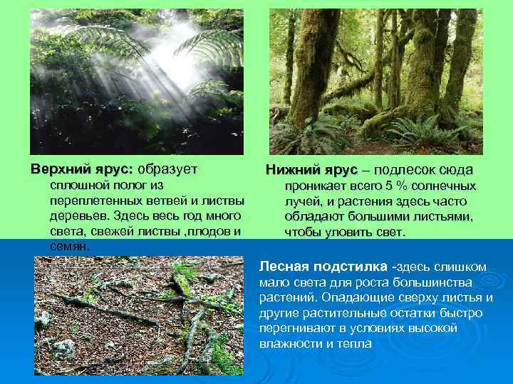 Верхний ярус: образует сплошной полог из переплетенных ветвей и листвы деревьев. Здесь весь год