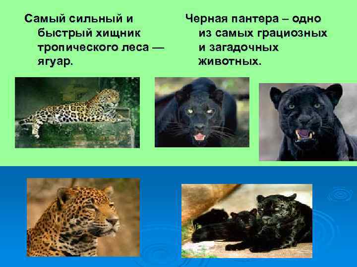 Самый сильный и быстрый хищник тропического леса — ягуар. Черная пантера – одно из