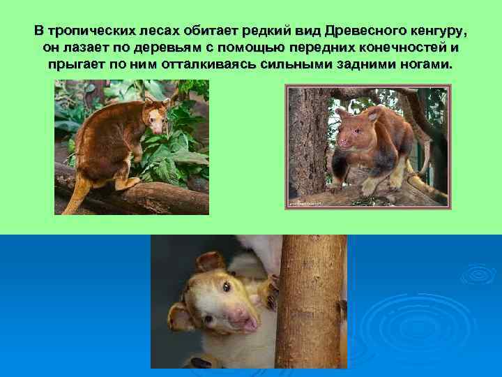 В тропических лесах обитает редкий вид Древесного кенгуру, он лазает по деревьям с помощью