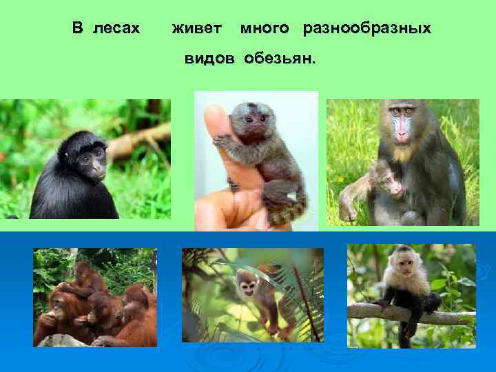 В лесах живет много разнообразных видов обезьян. 