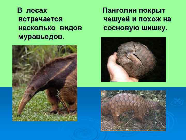  В лесах встречается несколько видов муравьедов. Панголин покрыт чешуей и похож на сосновую