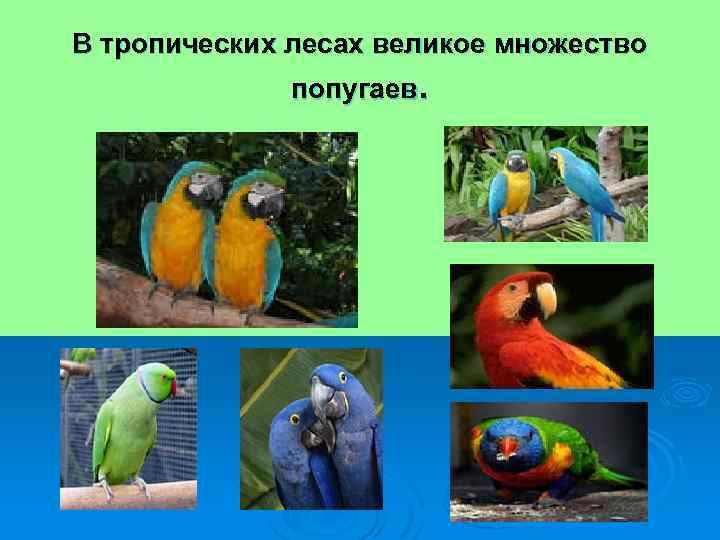 В тропических лесах великое множество попугаев. 