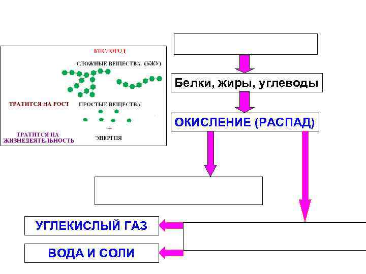 Белки, жиры, углеводы ОКИСЛЕНИЕ (РАСПАД) УГЛЕКИСЛЫЙ ГАЗ ВОДА И СОЛИ 