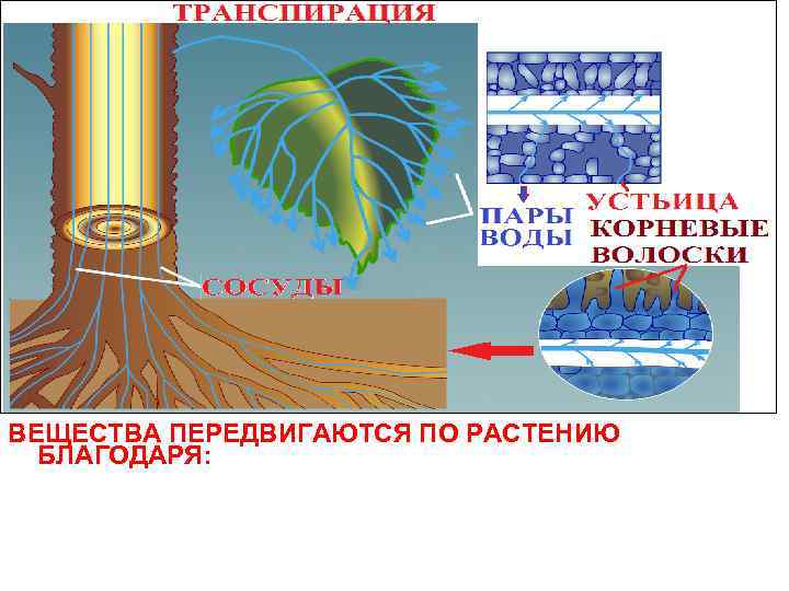 ВЕЩЕСТВА ПЕРЕДВИГАЮТСЯ ПО РАСТЕНИЮ БЛАГОДАРЯ: 