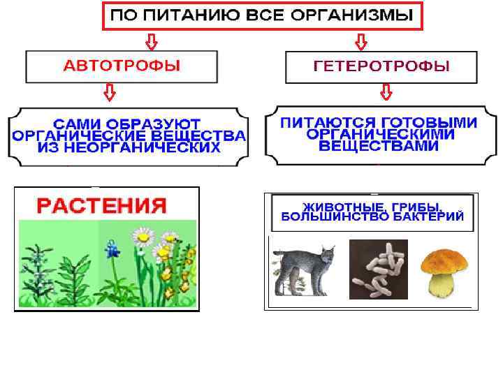 Питание организмов рисунок