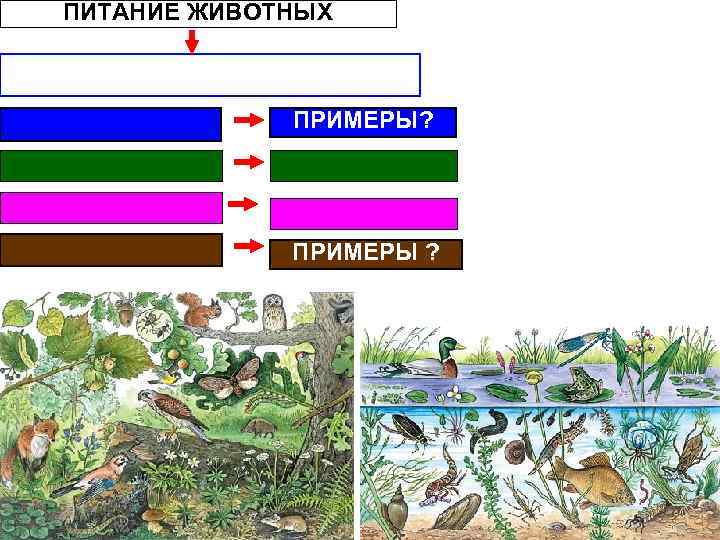 ПИТАНИЕ ЖИВОТНЫХ ПРИМЕРЫ? ПРИМЕРЫ ? 