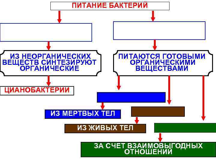 ПИТАНИЕ БАКТЕРИЙ ИЗ НЕОРГАНИЧЕСКИХ ВЕЩЕСТВ СИНТЕЗИРУЮТ ОРГАНИЧЕСКИЕ ПИТАЮТСЯ ГОТОВЫМИ ОРГАНИЧЕСКИМИ ВЕЩЕСТВАМИ ЦИАНОБАКТЕРИИ ИЗ МЕРТВЫХ