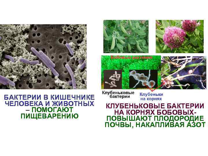 БАКТЕРИИ В КИШЕЧНИКЕ ЧЕЛОВЕКА И ЖИВОТНЫХ – ПОМОГАЮТ ПИЩЕВАРЕНИЮ КЛУБЕНЬКОВЫЕ БАКТЕРИИ НА КОРНЯХ БОБОВЫХПОВЫШАЮТ