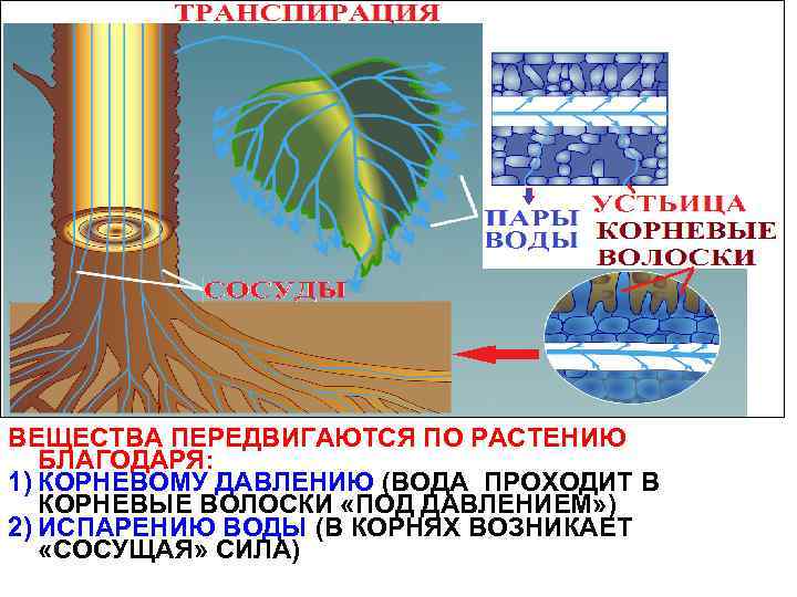 Растение поглощает воду но не испаряет