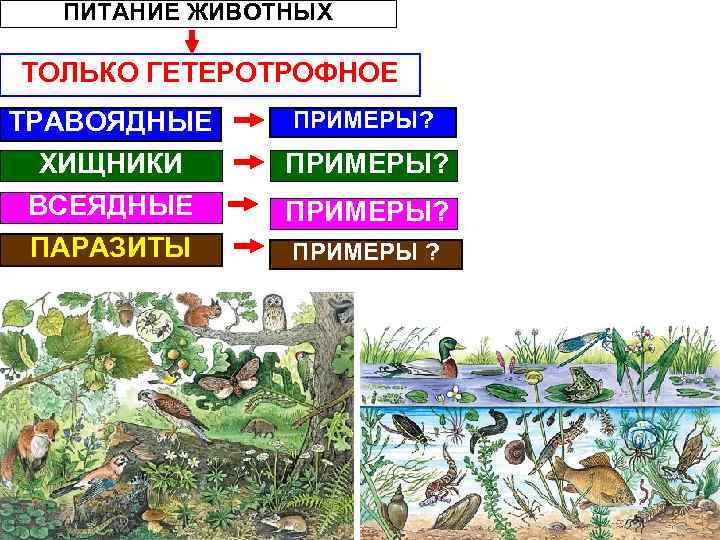 ПИТАНИЕ ЖИВОТНЫХ ТОЛЬКО ГЕТЕРОТРОФНОЕ ТРАВОЯДНЫЕ ПРИМЕРЫ? ХИЩНИКИ ВСЕЯДНЫЕ ПАРАЗИТЫ ПРИМЕРЫ? ПРИМЕРЫ ? 