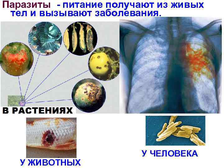 Паразиты - питание получают из живых тел и вызывают заболевания. У ЖИВОТНЫХ У ЧЕЛОВЕКА