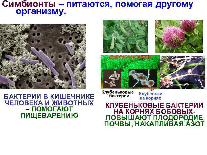 Пример симбиоза бактерий. Бактерии симбионты примеры. Представители бактерий симбионтов. Бактерии симбионты названия. Симбионты обитающие внутри организмов.