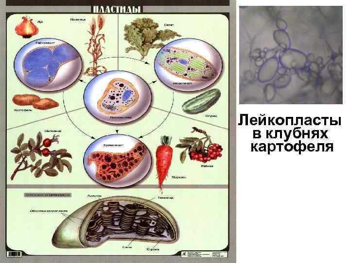 Строение клетки картофеля