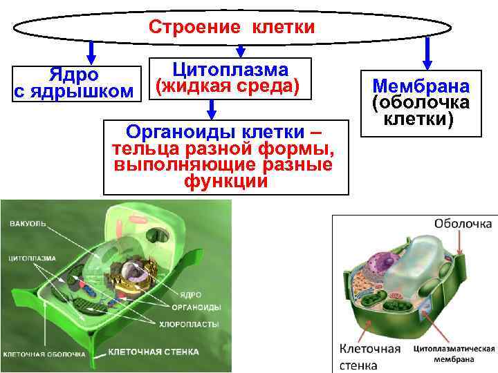 Клетка имеет органоиды