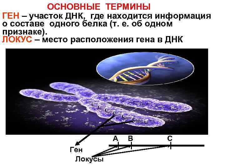 ОСНОВНЫЕ ТЕРМИНЫ ГЕН – участок ДНК, где находится информация о составе одного белка (т.