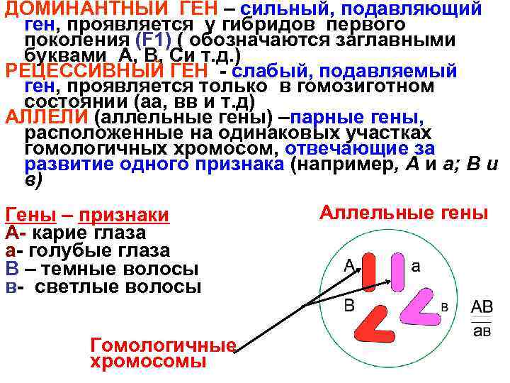 ДОМИНАНТНЫЙ ГЕН – сильный, подавляющий ген, проявляется у гибридов первого поколения (F 1) (