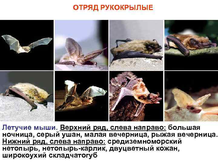 ОТРЯД РУКОКРЫЛЫЕ Летучие мыши. Верхний ряд, слева направо: большая ночница, серый ушан, малая вечерница,