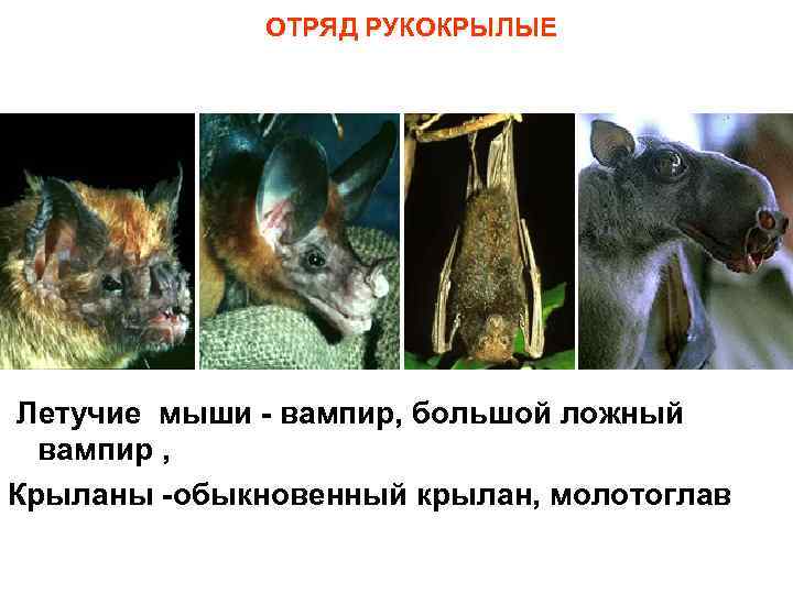 ОТРЯД РУКОКРЫЛЫЕ Летучие мыши - вампир, большой ложный вампир , Крыланы -обыкновенный крылан, молотоглав
