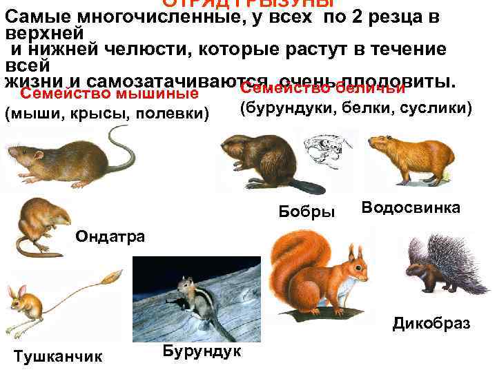 ОТРЯД ГРЫЗУНЫ Самые многочисленные, у всех по 2 резца в верхней и нижней челюсти,