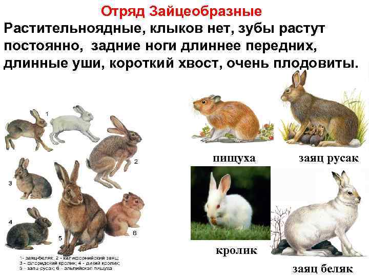 К каким животным относятся кролики