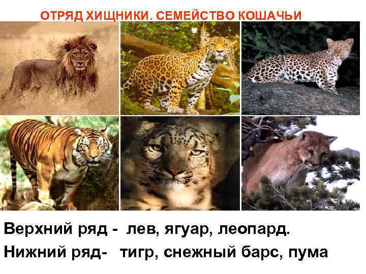 ОТРЯД ХИЩНИКИ. СЕМЕЙСТВО КОШАЧЬИ Верхний ряд - лев, ягуар, леопард. Нижний ряд- тигр, снежный