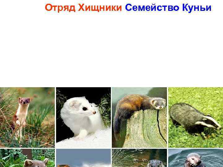 Отряд Хищники Семейство Куньи Верхний ряд, слева направо: ласка, горностай, чёрный хорёк, барсук. Нижний