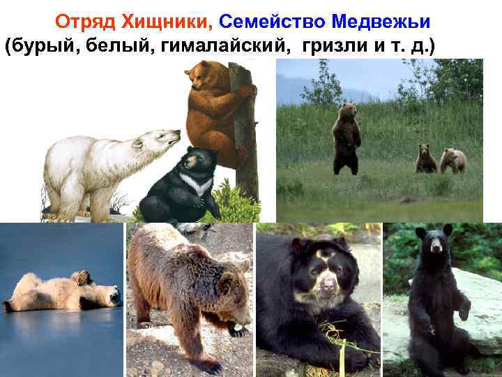 Отряд Хищники, Семейство Медвежьи (бурый, белый, гималайский, гризли и т. д. ) 