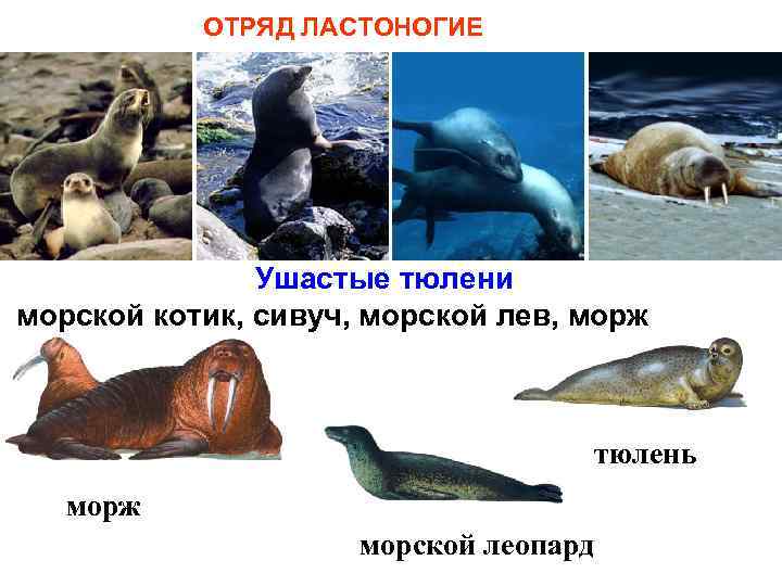 ОТРЯД ЛАСТОНОГИЕ Ушастые тюлени морской котик, сивуч, морской лев, морж тюлень морж морской леопард