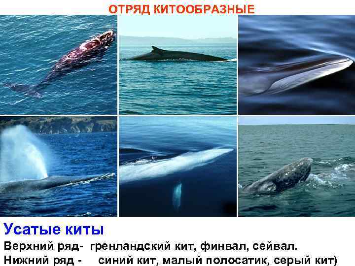 ОТРЯД КИТООБРАЗНЫЕ Усатые киты Верхний ряд- гренландский кит, финвал, сейвал. Нижний ряд - синий