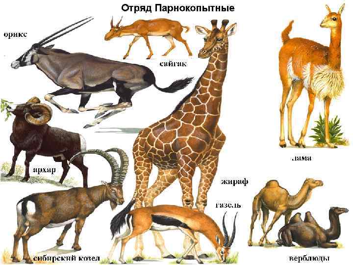 Презентация происхождение и разнообразие млекопитающих 7 класс пономарева