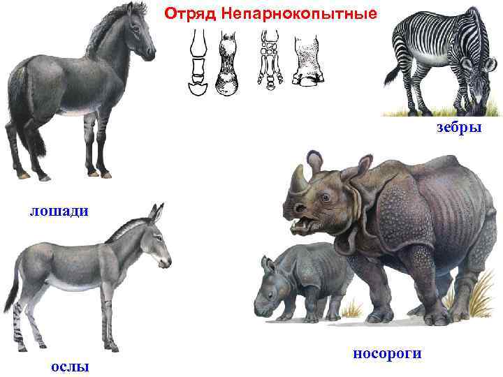 Отряд Непарнокопытные зебры лошади ослы носороги 
