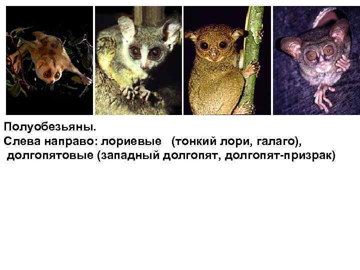 Полуобезьяны. Слева направо: лориевые (тонкий лори, галаго), долгопятовые (западный долгопят, долгопят-призрак) 