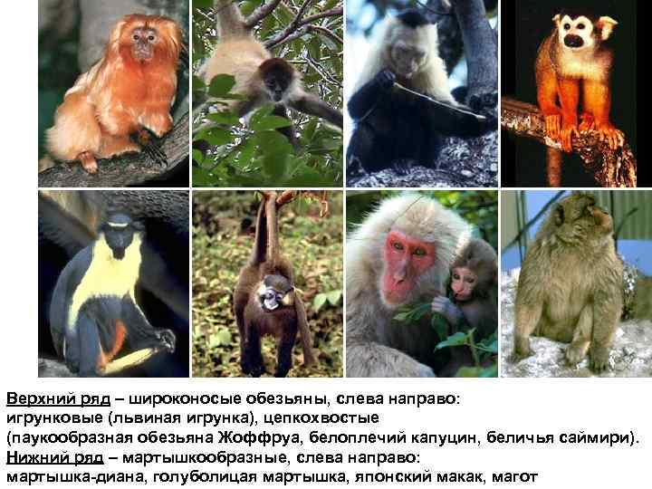Верхний ряд – широконосые обезьяны, слева направо: игрунковые (львиная игрунка), цепкохвостые (паукообразная обезьяна Жоффруа,