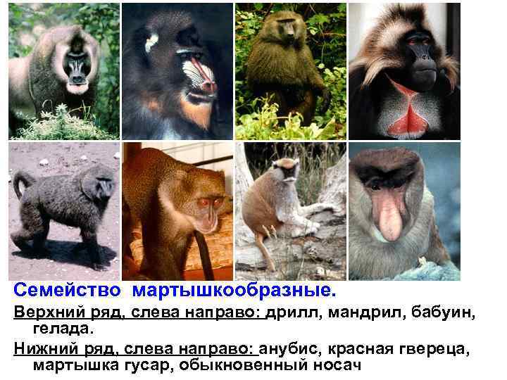 Семейство мартышкообразные. Верхний ряд, слева направо: дрилл, мандрил, бабуин, гелада. Нижний ряд, слева направо: