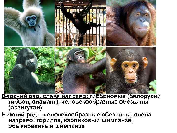 Верхний ряд, слева направо: гиббоновые (белорукий гиббон, сиаманг), человекообразные обезьяны (орангутан). Нижний ряд –