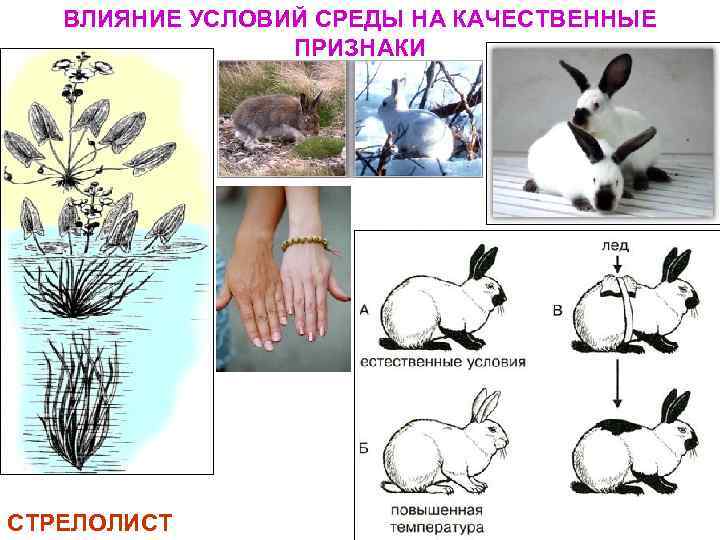 ВЛИЯНИЕ УСЛОВИЙ СРЕДЫ НА КАЧЕСТВЕННЫЕ ПРИЗНАКИ СТРЕЛОЛИСТ 